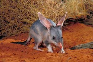 Greater-Bilby-1.jpg
