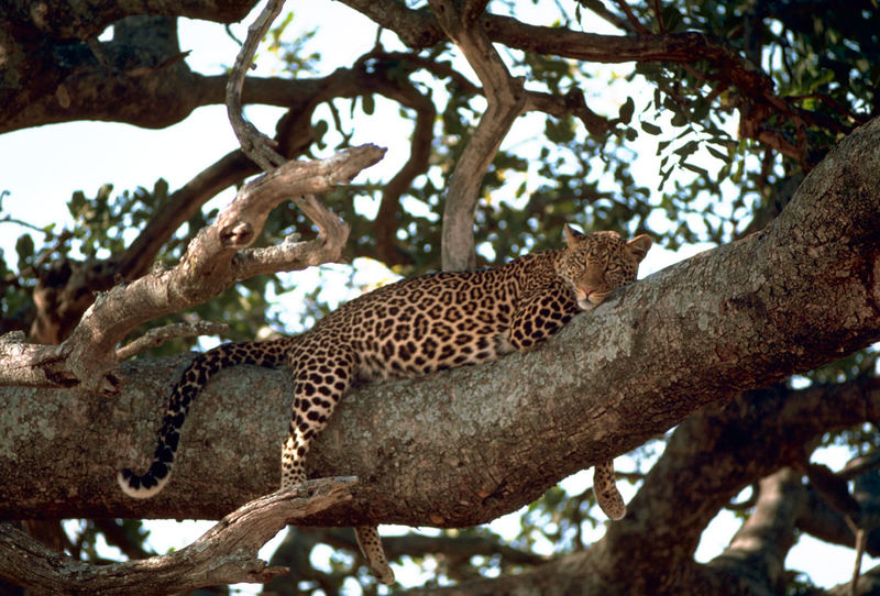 Файл:Leopard on the tree.jpg