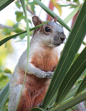 Sciurus aureogaster (24414680296).jpg