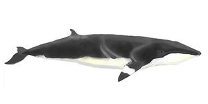 Minke-whale2.jpg