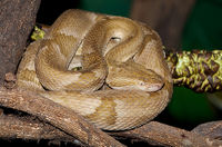 Bothrops-insularis.jpg