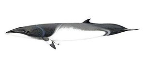 Rorcual de minke.jpg