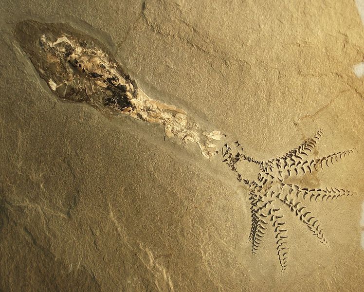 Файл:Phragmoteuthis conocauda.JPG