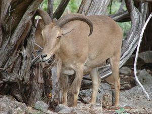 800px-BarbarySheep4.jpg