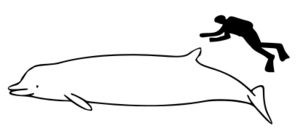 Indopacetus pacificus size.svg.png