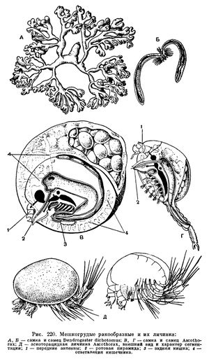 Ris. 2 220.jpg