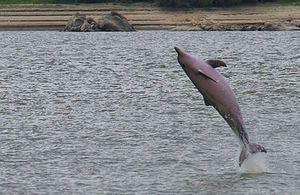 413px-DELFIN DEL ORINOCO2.JPG