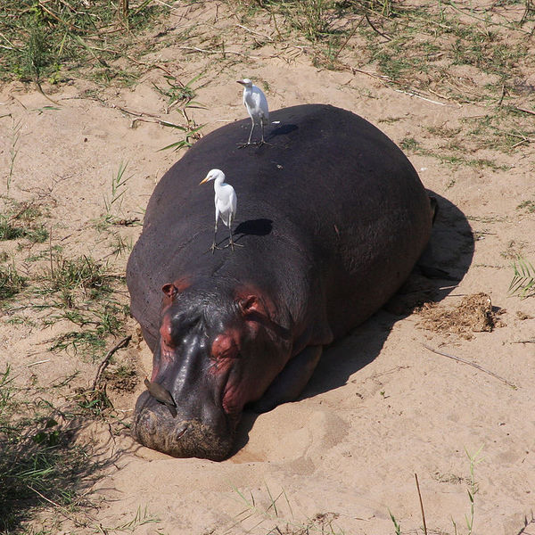 Файл:Hippopotamus kruger.jpg