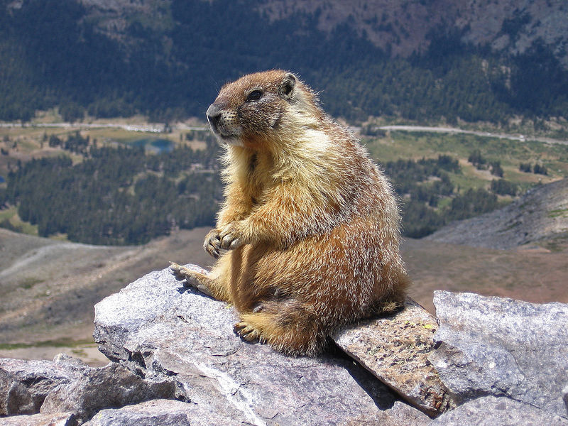 Файл:1280px-Marmot-edit1.jpg