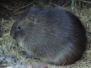 1280px-Cavia magna (Wroclaw zoo).JPG