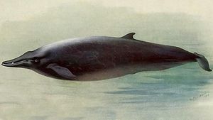 413px-Mesoplodon bidens British mammals (Pl. 46) (21866206616).jpg