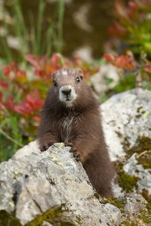 VI-Marmot-ONLY-WEB-USE-expires-2026-683x1024.jpg