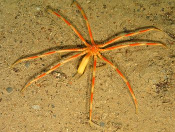 12073 colossendeis-proboscidea.jpg