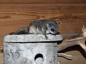 413px-Pteromysvolans.jpg