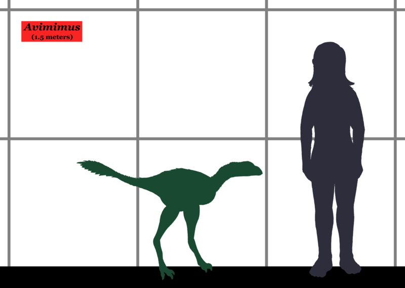 Файл:Avimimus SIZE (1).png