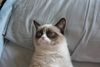 10715810-R3L8T8D-620-the-grumpy-cat-1459716-1280x853.jpg