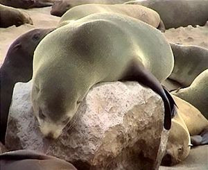 Arctocephalus pusillus.jpg
