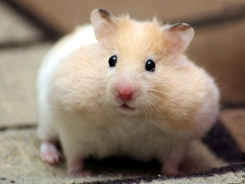 Файл:Hamster-3.jpg