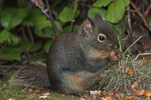 800px-Tamiasciurus douglasii 4435.JPG