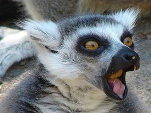 Gaping Lemur.JPG