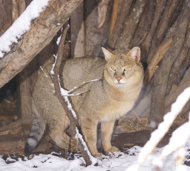 Файл:1024px-Felis-chaus-Sofia-Zoo-20120125-cropped.jpg