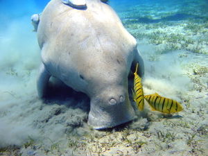 1280px-Dugong Marsa Alam.jpg