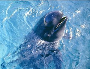 786px-Pseudoorca Crassidens - False Killer Whale.jpg