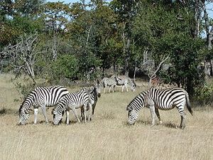 398px-L15zebras.jpg