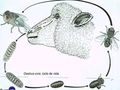 0cdfa502996458287132e5960a11474e.jpg