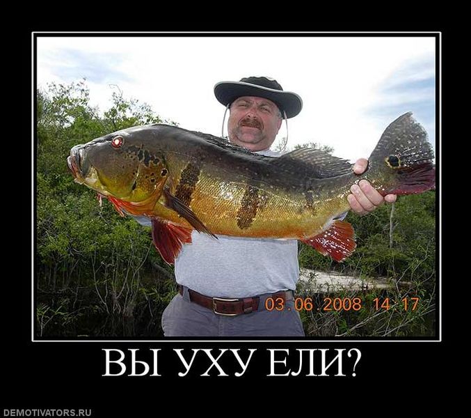 Файл:651760 vyi-uhu-eli.jpg