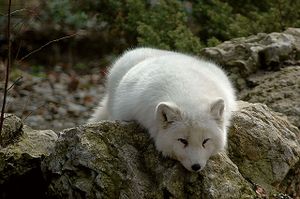 1280px-Polarfuchscele4.jpg