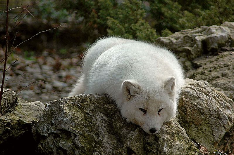 Файл:1280px-Polarfuchscele4.jpg