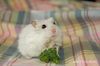 Your cute hamster-7.jpg