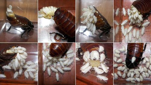 Hamam-böcegi-yavrulama2.jpg
