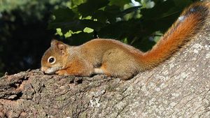 800px-Gilles Gonthier - Un instant de repos -- A little rest (by).jpg