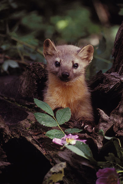 Файл:Marten with Flowers.jpg