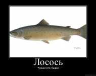 СХБ.jpg