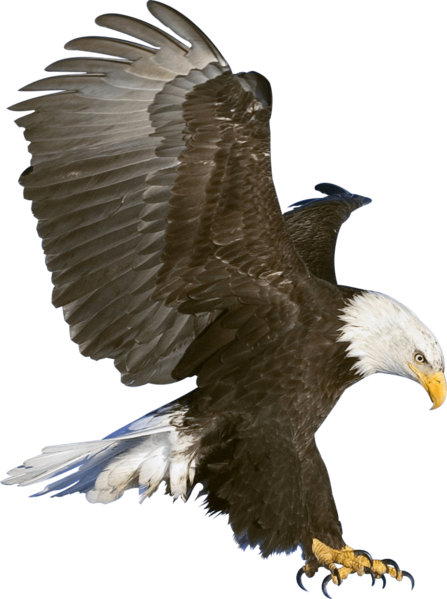 Файл:Eagle.png