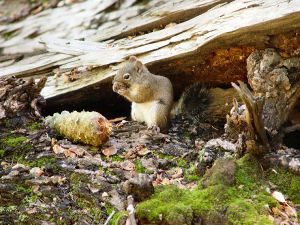 Pinalenosquirrel.jpg