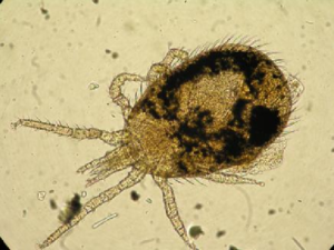Fig-1-An-adult-female-Ornithonyssus-bacoti-under-10X-objective.png
