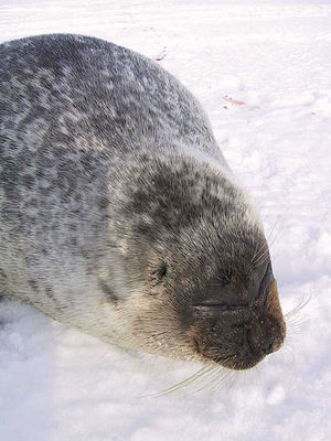 413px-Ringedsealportrait.jpg