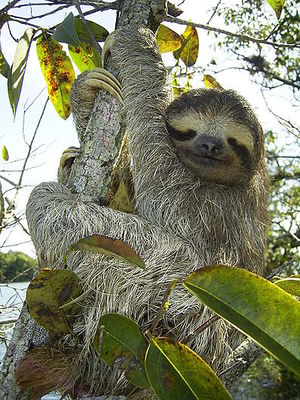 398px-Bradypus.jpg