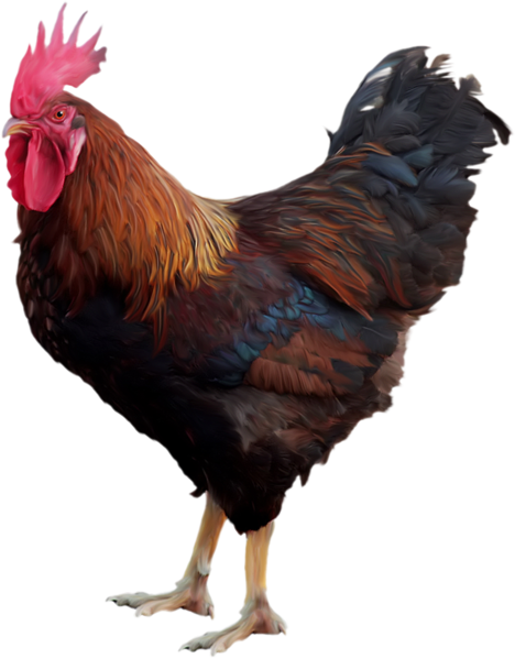 Файл:Cock.png