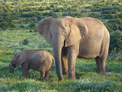 African Bush Elephants.jpg