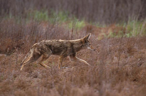 800px-Canis latrans walking.jpg