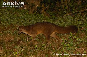 Falanouc-searching-for-earthworms.jpg