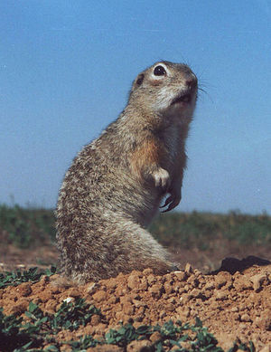 413px-Spermophilus suslicus-small.JPG