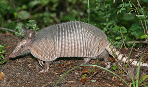 1280px-Nine-banded Armadillo.jpg