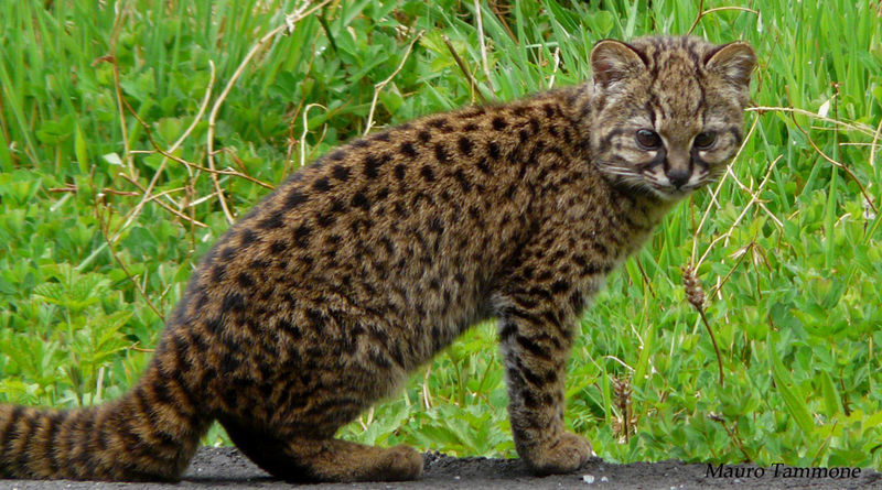 Файл:Leopardus guigna.jpeg