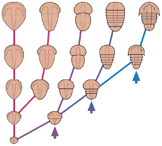 Файл:Ont sequence.gif